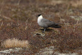 Long-tailed Jaeger