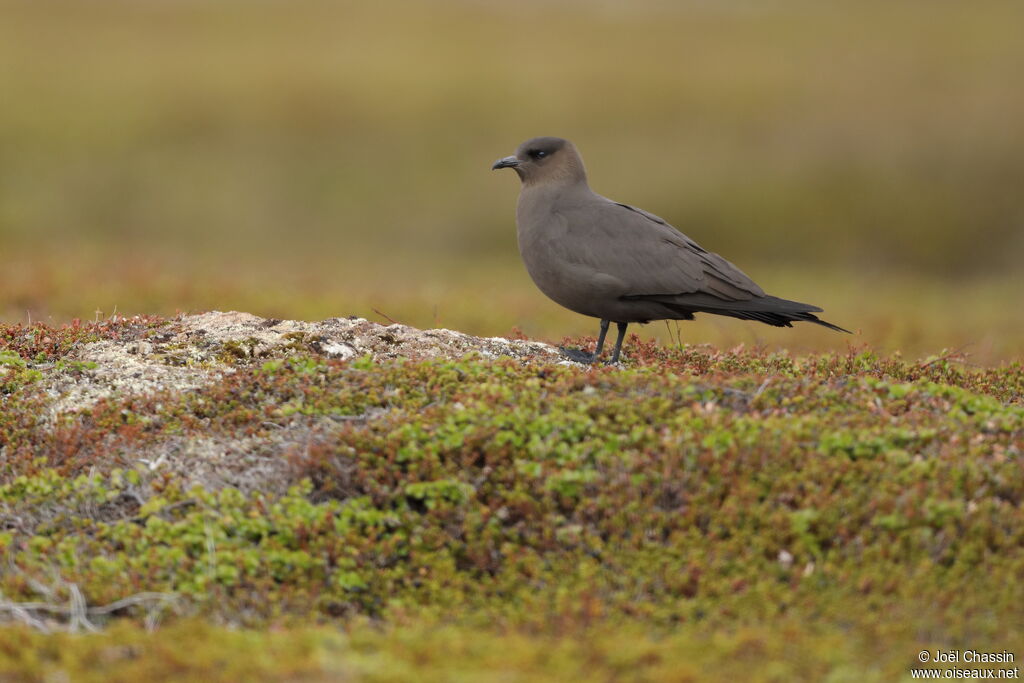 Parasitic Jaeger