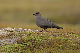 Parasitic Jaeger