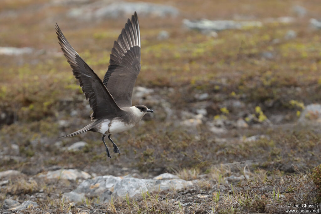 Parasitic Jaeger, Flight