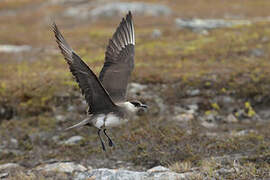 Parasitic Jaeger