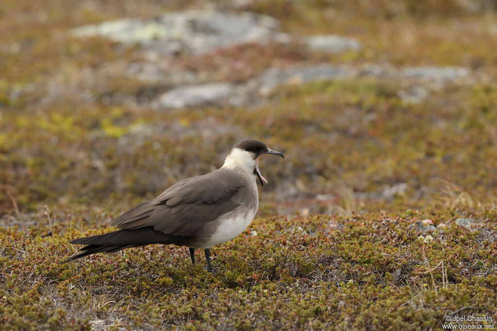 Parasitic Jaeger