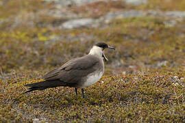 Parasitic Jaeger