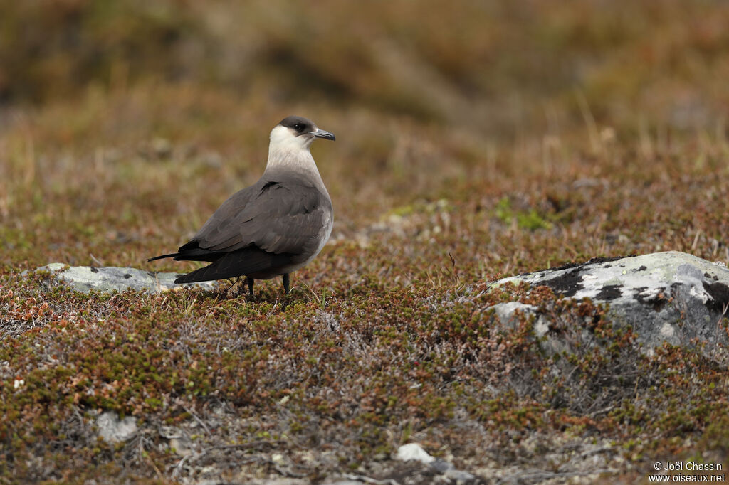 Parasitic Jaeger