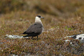 Parasitic Jaeger