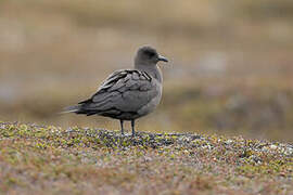 Parasitic Jaeger