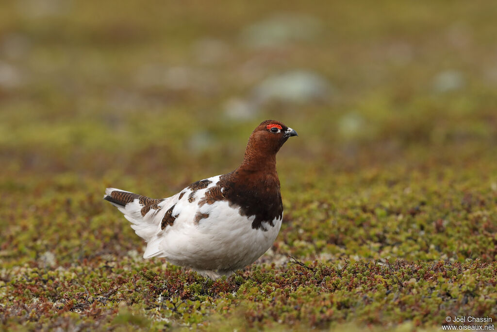 Willow Ptarmigan