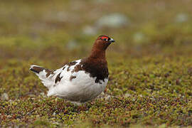 Willow Ptarmigan