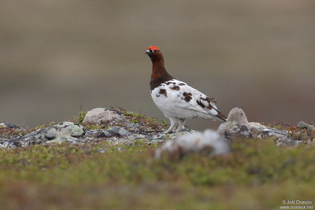 Willow Ptarmigan