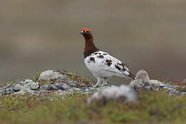 Willow Ptarmigan