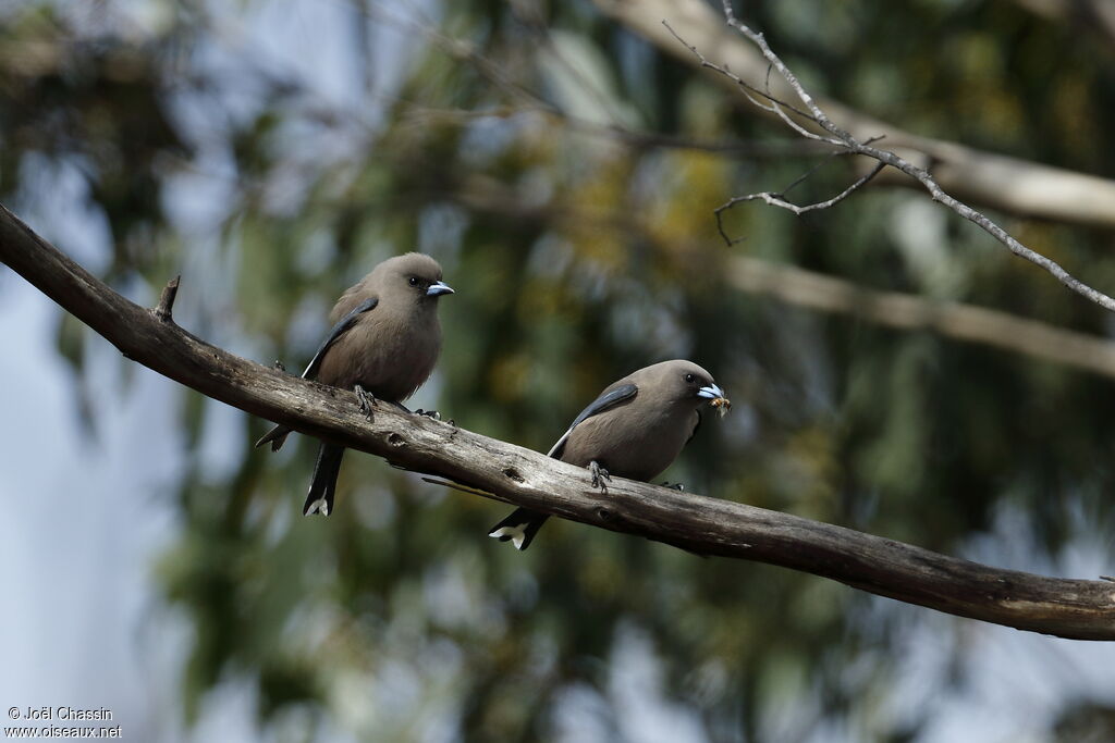 Dusky Woodswallowadult