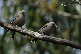 Dusky Woodswallow