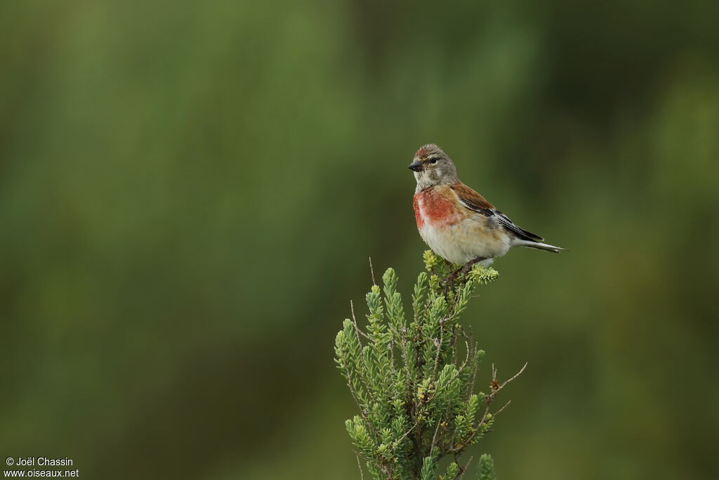 Common Linnet, identification