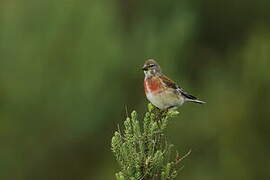 Common Linnet