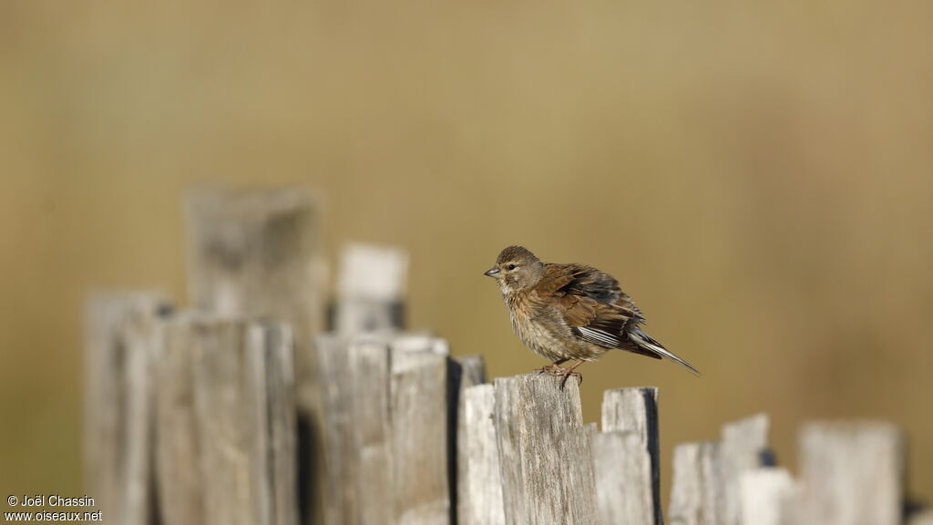 Common Linnet, identification