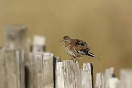 Common Linnet