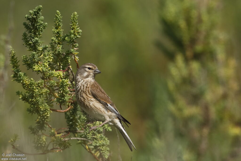 Common Linnet, identification