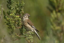 Linotte mélodieuse