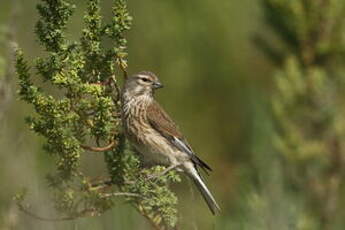 Linotte mélodieuse