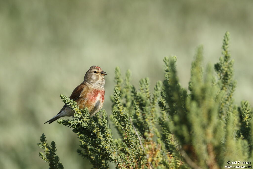 Common Linnet, identification