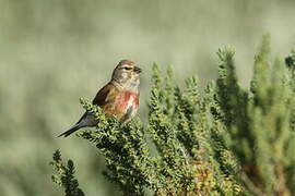 Common Linnet