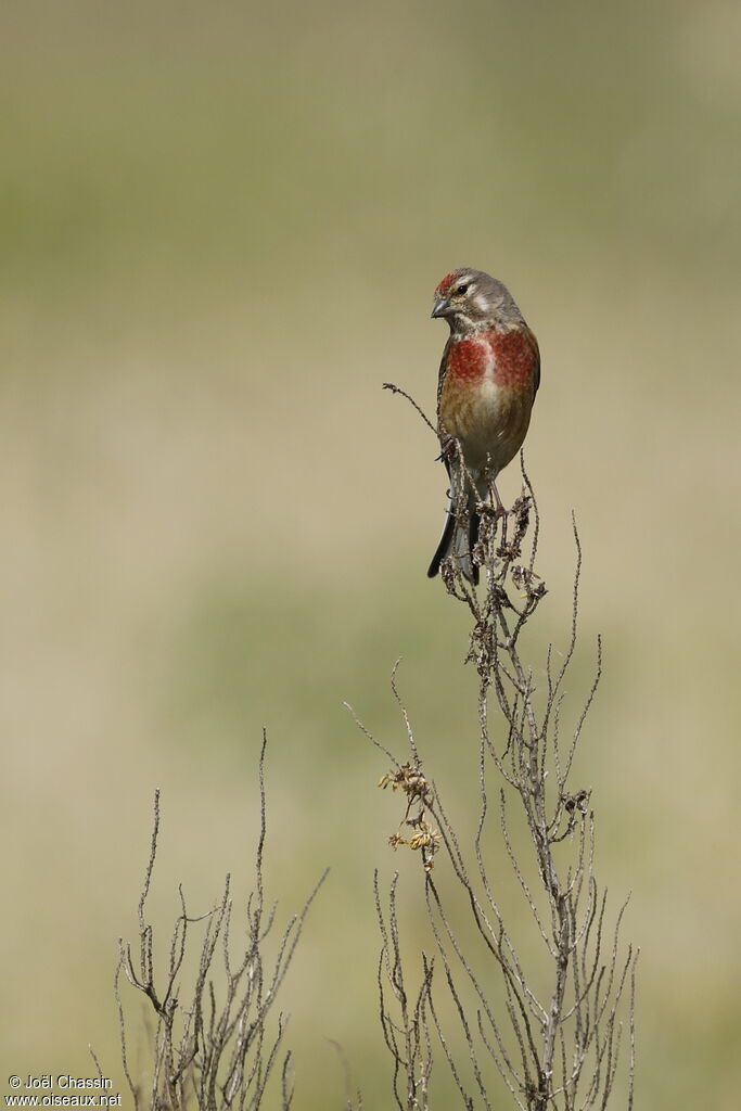 Common Linnet, identification