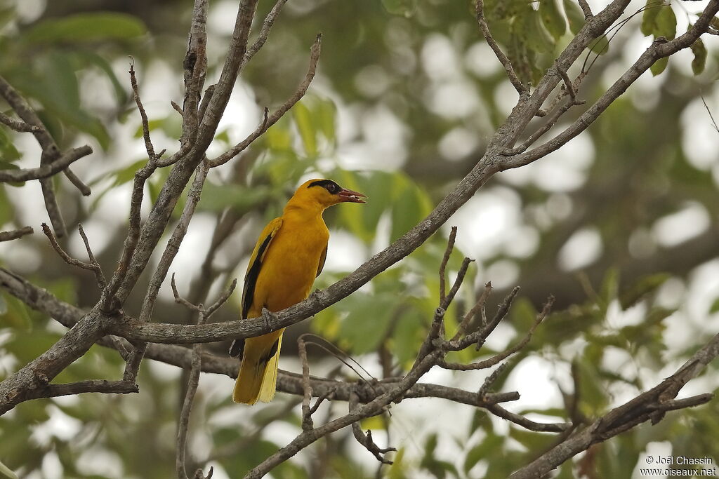 African Golden Oriole, identification