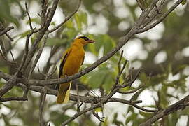 African Golden Oriole