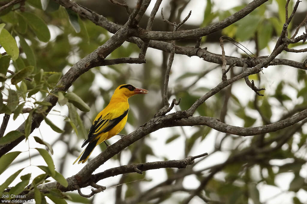 African Golden Oriole male adult, habitat