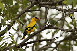 African Golden Oriole