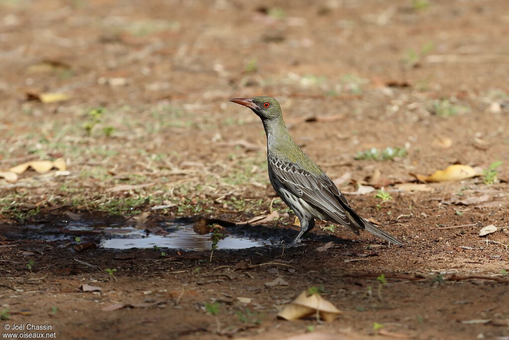 Olive-backed Oriole, identification