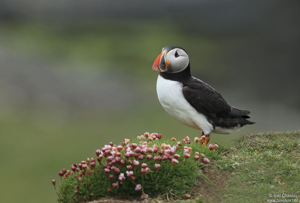 Atlantic Puffin, identification