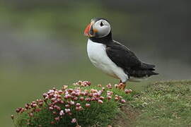 Atlantic Puffin