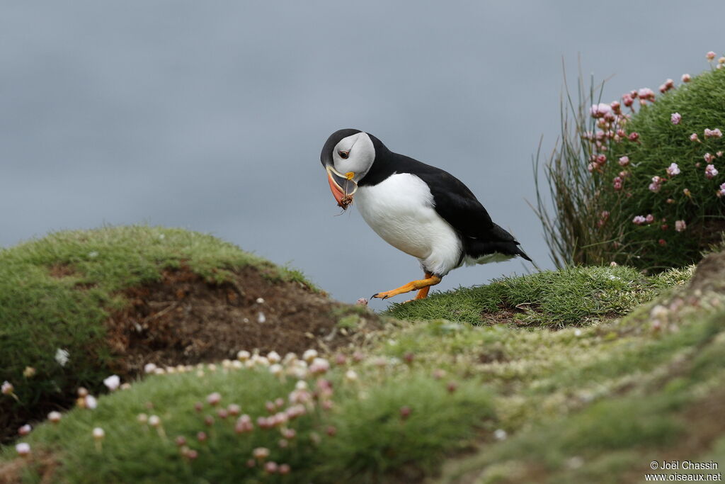 Atlantic Puffin, identification