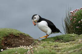 Atlantic Puffin