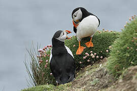 Atlantic Puffin