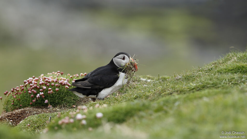 Atlantic Puffin, identification