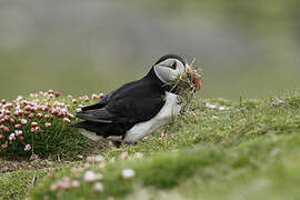 Atlantic Puffin