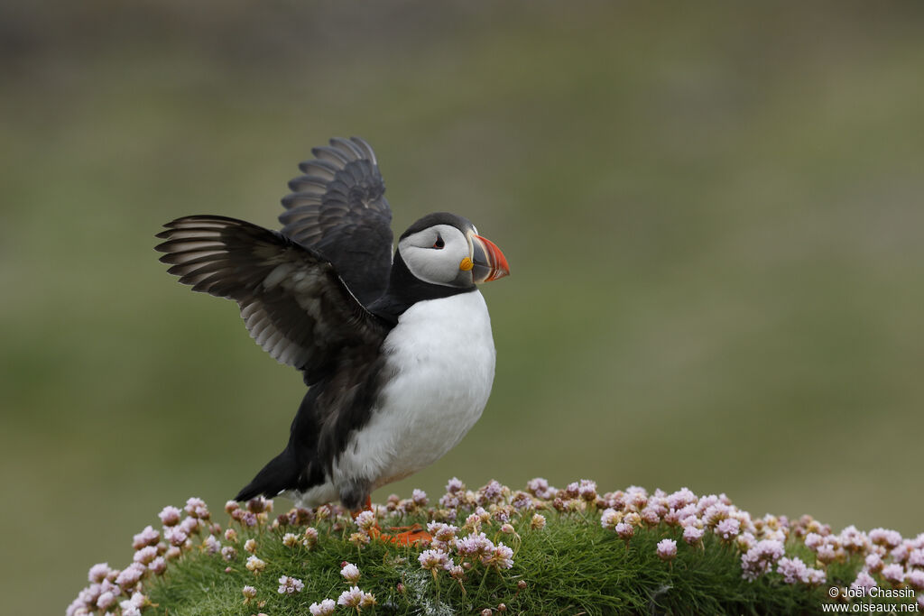 Atlantic Puffin, identification