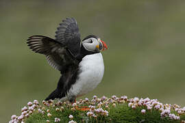 Atlantic Puffin