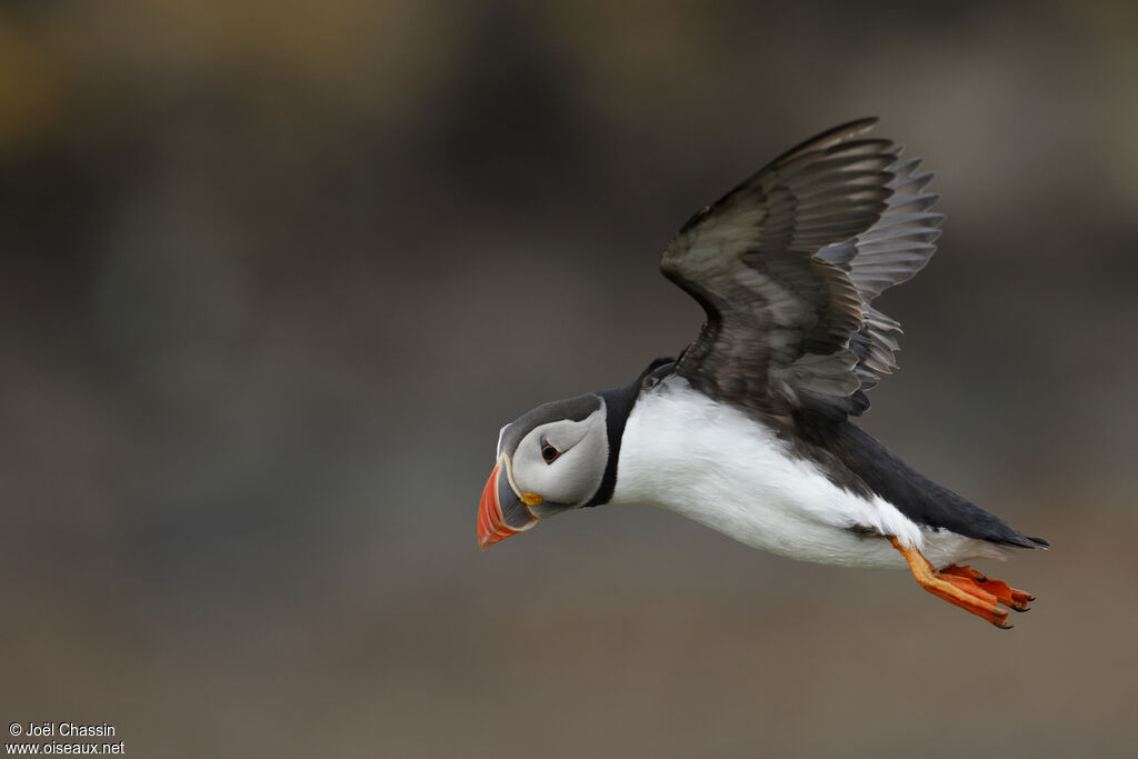 Atlantic Puffin, Flight