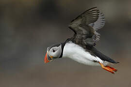 Atlantic Puffin