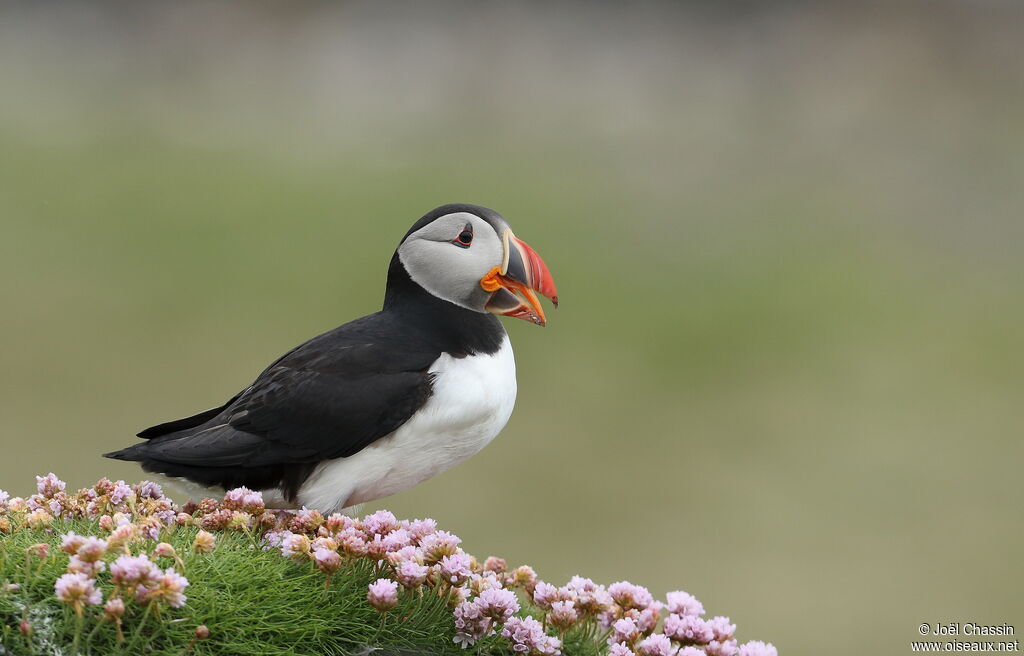 Atlantic Puffin, identification