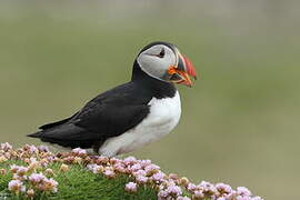 Atlantic Puffin