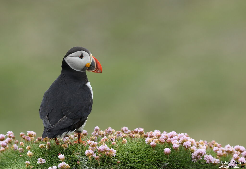 Atlantic Puffin