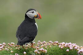 Atlantic Puffin