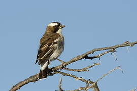 White-browed Sparrow-Weaver