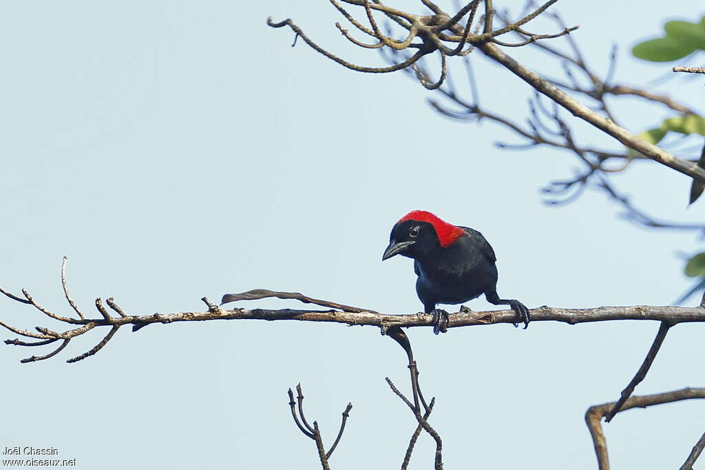 Malimbe à tête rouge femelle adulte, portrait, Comportement