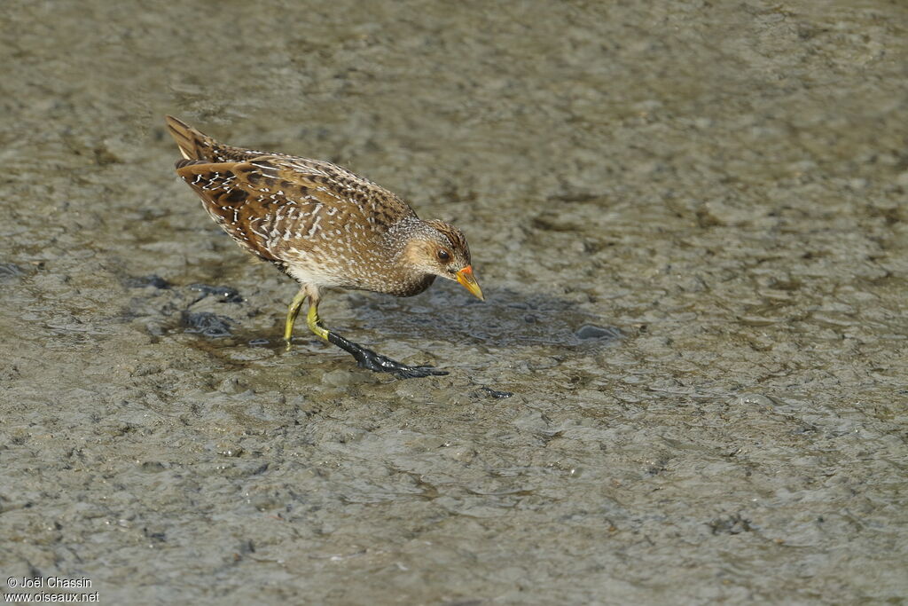 Spotted Crake, identification, walking