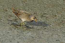 Spotted Crake